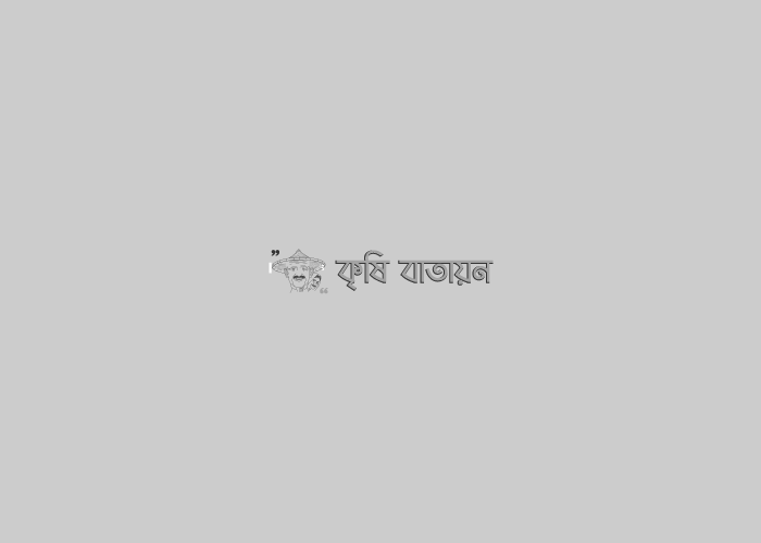 বিলের পাশের খালে বাধ কেটে কৃষি জমির পানি বের করে কয়েক শ কৃষকে র লালিত স্বপ্ পুরণ